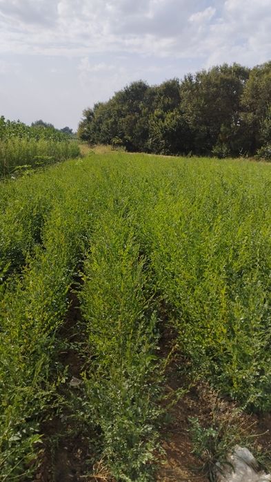 Саженцы все виды