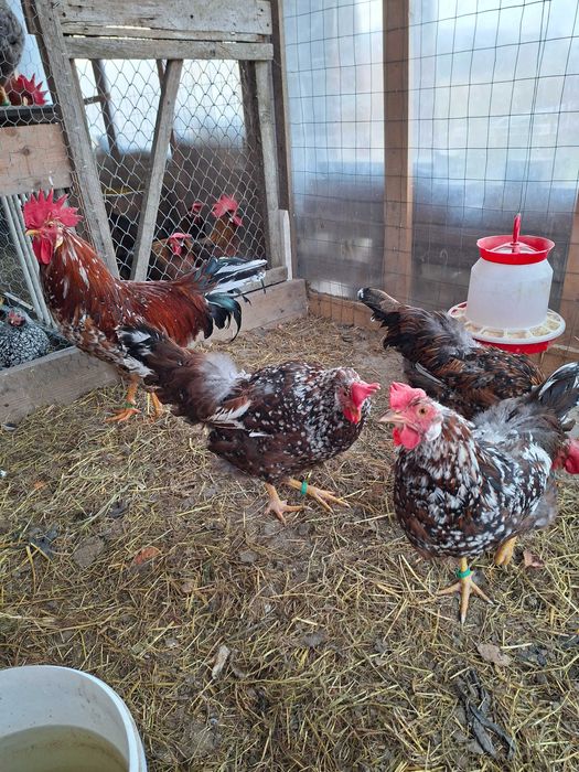 Găini italiană portelan. Ouă de incubat