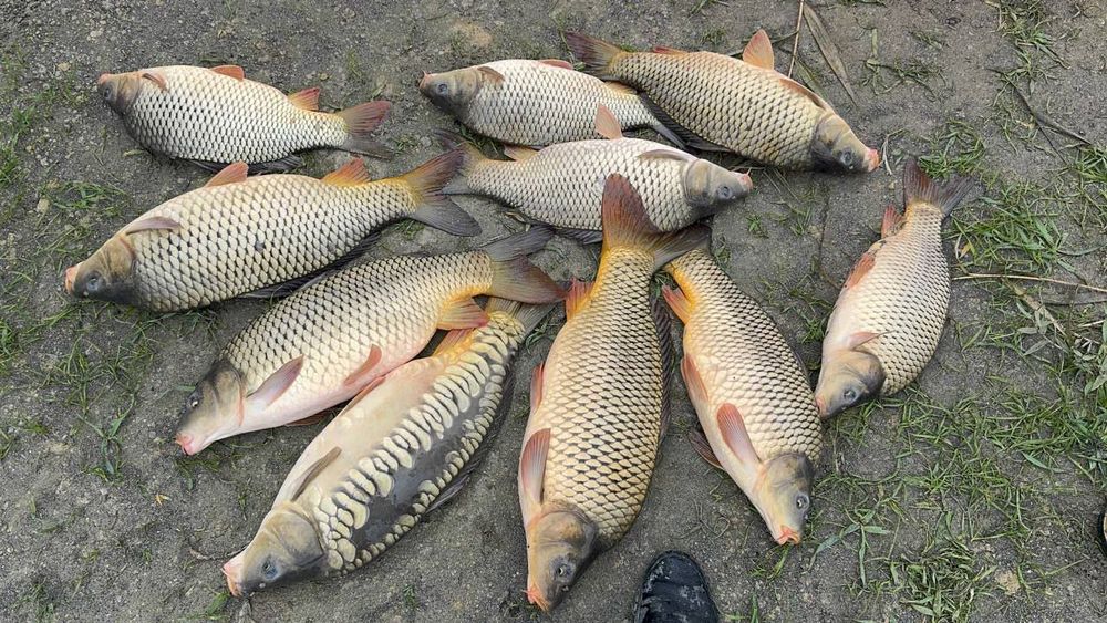 Baliq sazan  tastalof