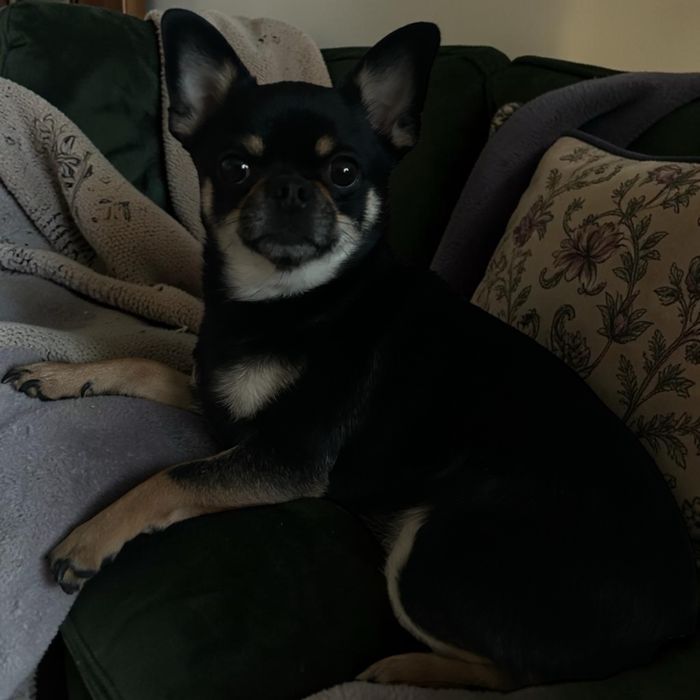 Помчи, на вязку