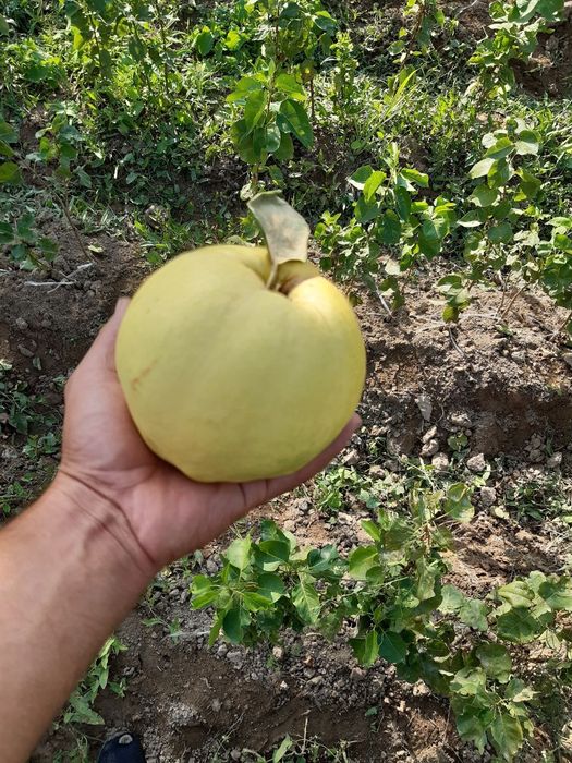 NOK Kuchatlarimz sotuvda arginal padvoyda sveji joyidan kovlab beramiz