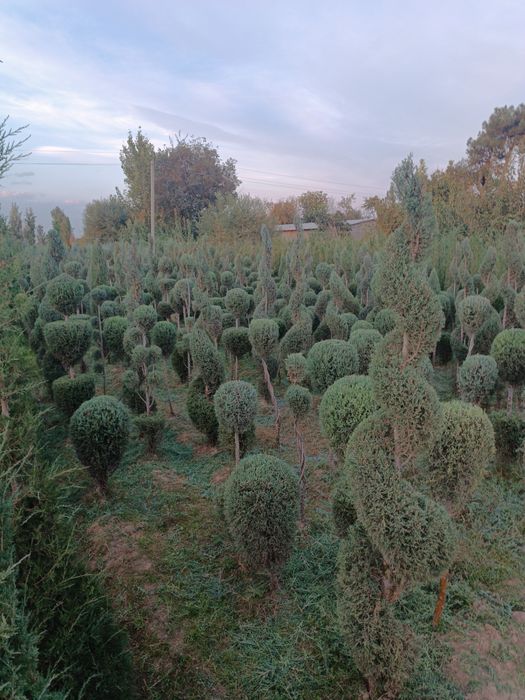 Galboy gepars spiral.