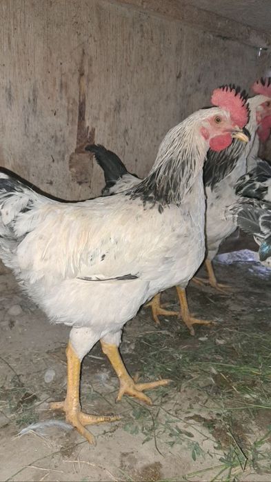 Хурозлар срочно сотаман