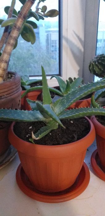 Цветок Алоэ вера в горшках