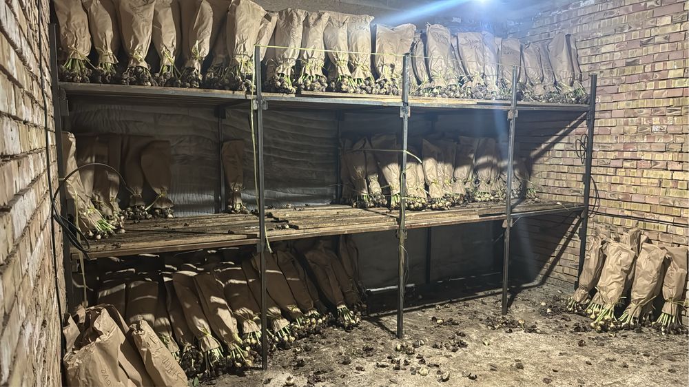 Тюльпаны оптом и в розницу