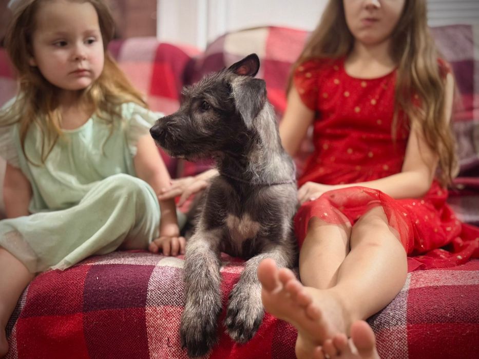 Ирландский волкодав