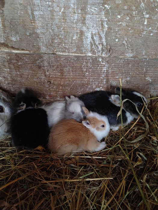 Vând iepurași pitici de companie