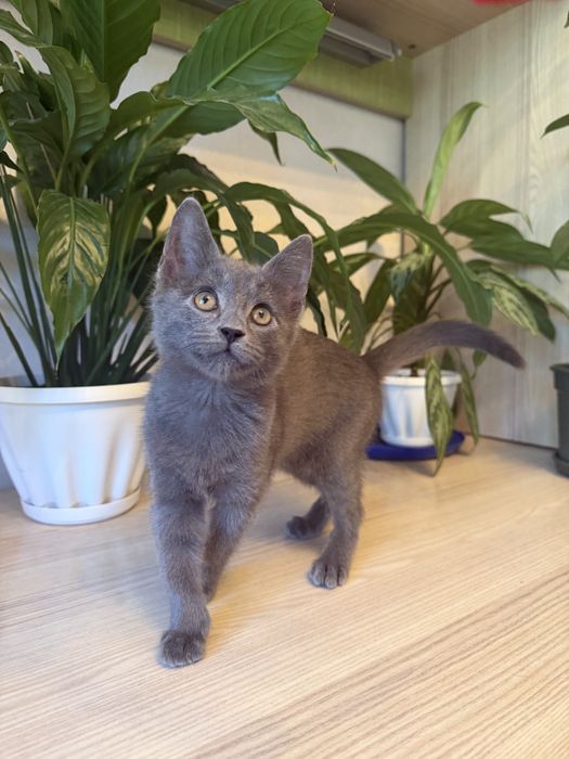 Котенок HUGO ищет любящие руки