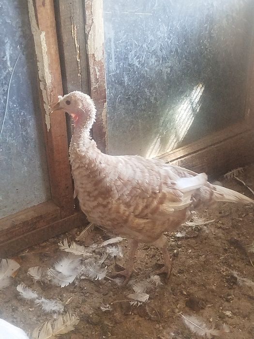 Продам молодую индюшку