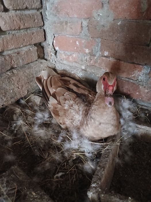 Boboci de rață mută cicolatie si pui de gaină