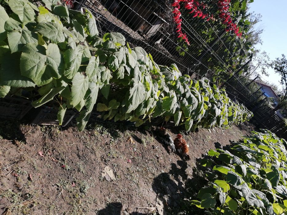 Paulownia 1 an, butași sau cu înălțimea de 1,5 m