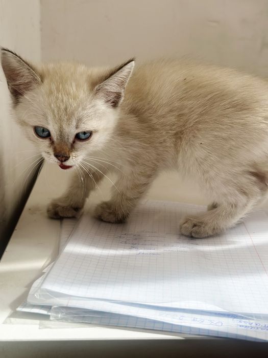 Отдам котенка беслптано
