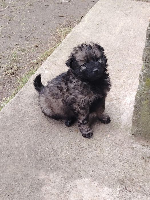 Vând pulei de întors