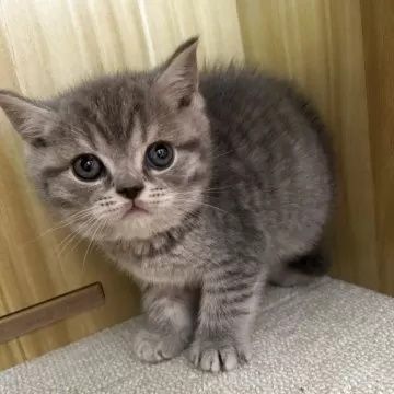 Британские котята