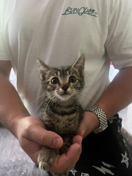 Котята скотиш фолд, 2 месяца