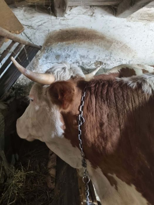 Vacă gestantă de vânzare