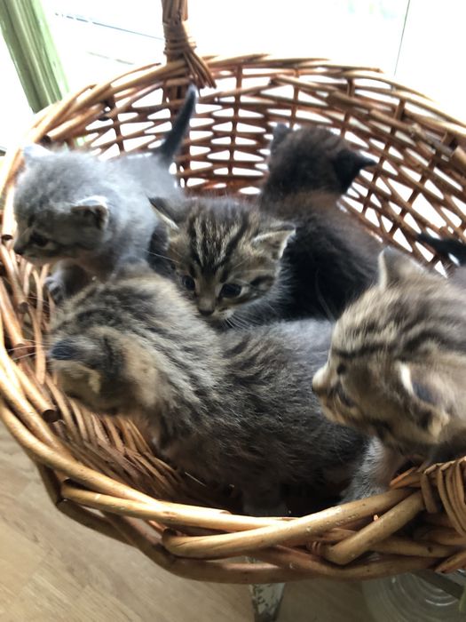Котята в добрые руки