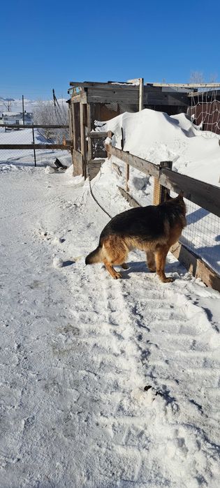 Немецкая овчарка с документами