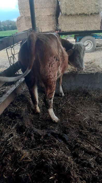 Vând o vacă gestanta