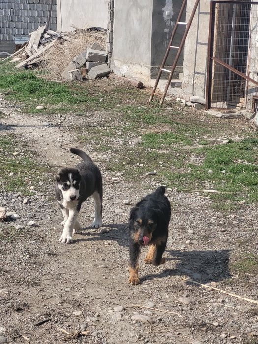 Парода Төбет күшігі