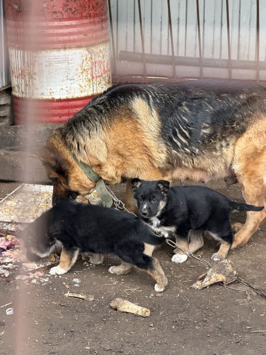 Немецкая овчарка