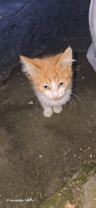 Котенца търсят дом