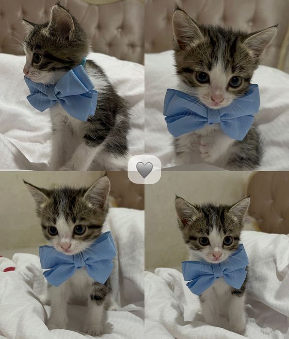 Кошки, котята, мысык