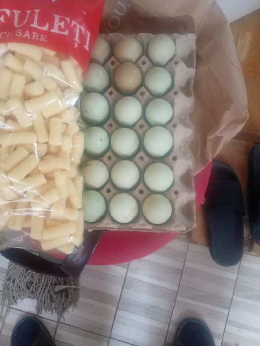 Oua  pentru incubat Ameraucana în Bihor
