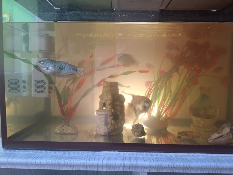 Продается аквариум с рыбками!
