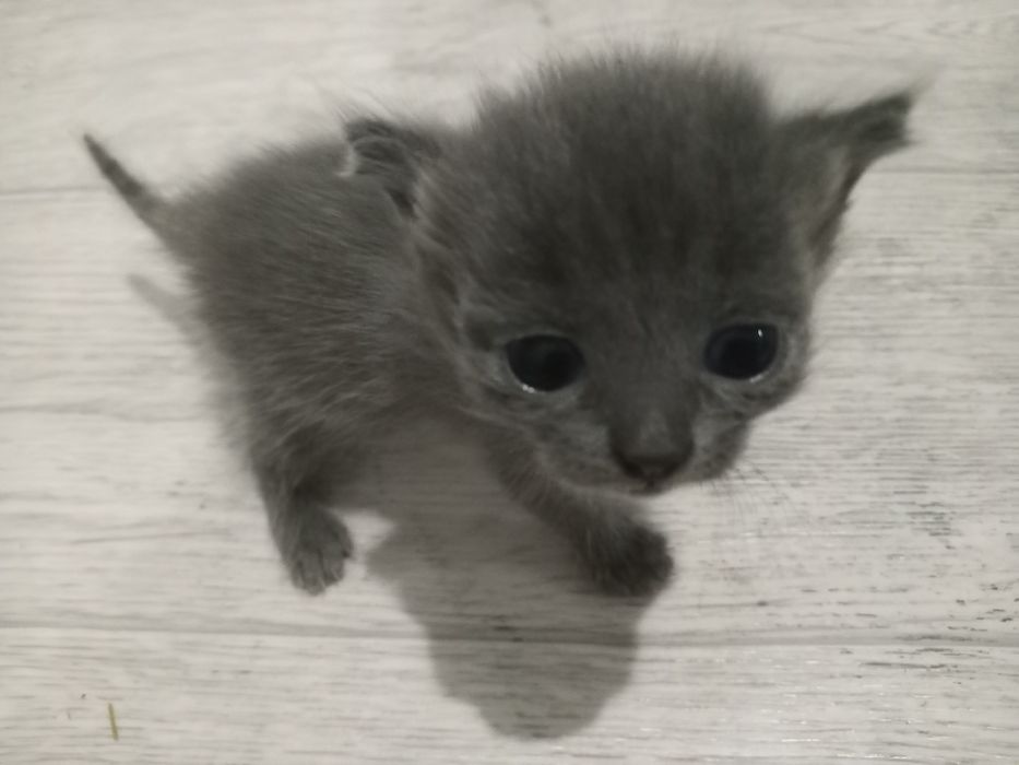 Отдам даром котят
