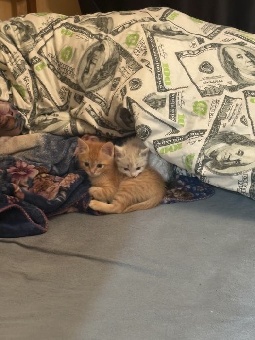 Отдам кошечку в хорошие руки