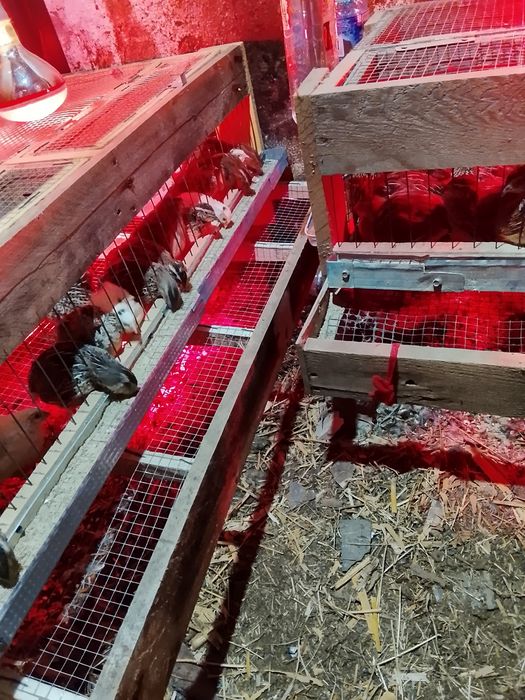 Prepelițe outoare de vînzare 15 lei bucata