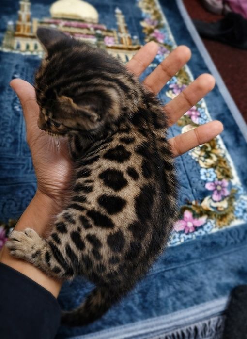 Bengal toza qon sotiladi