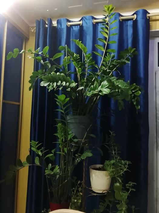 Комнатные цветы, распродажа