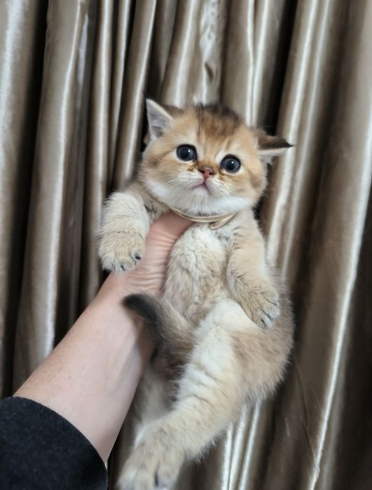Чистокровные котята