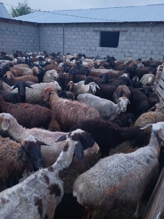 Продам баранов очен хороший