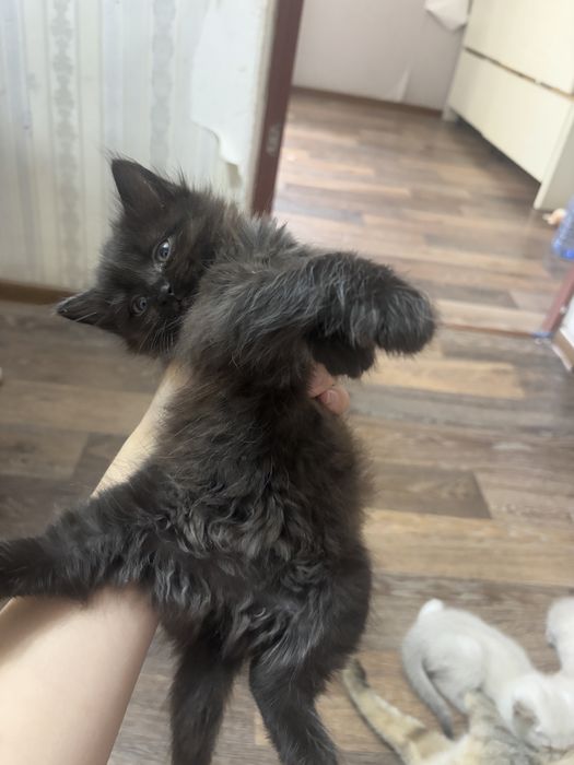 раздаем котиков бесплатно