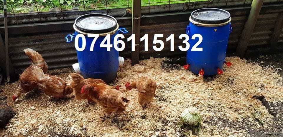 Gaini Curci Rate Pui Porumbei Fazani Prepelite-ADAPATORI AUTOMATE - A6