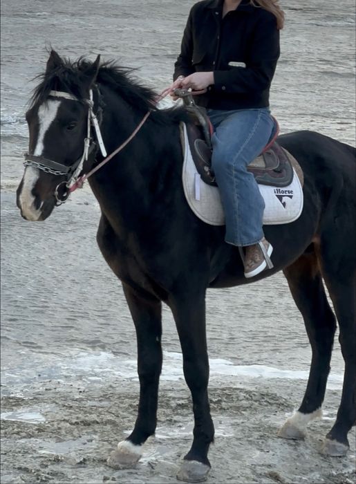 11 жасар айғыр сатылад