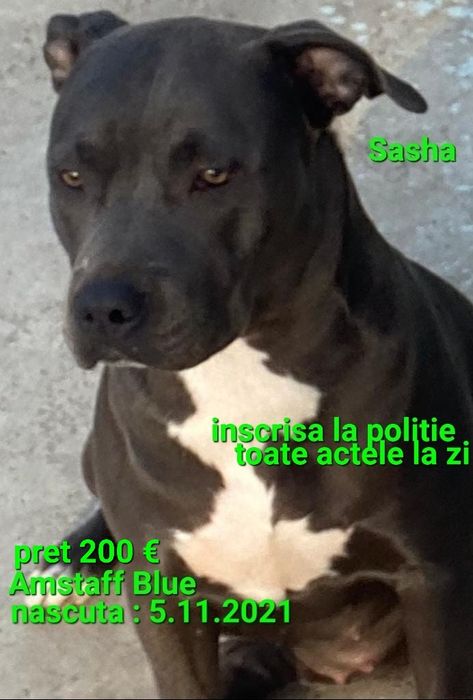Amstaff Blue si familia ei