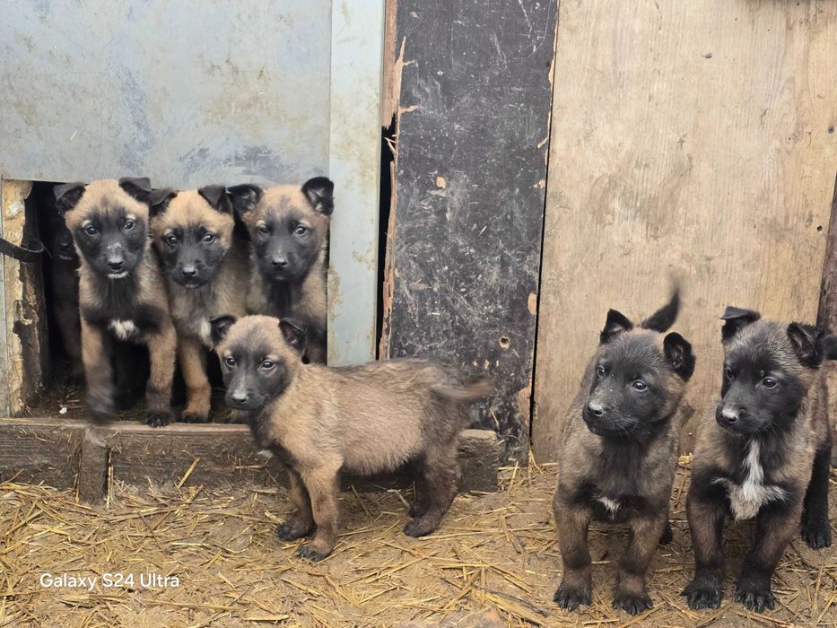Бебета Белгийска овчарка
