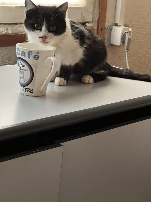 Отдам в добрые руки