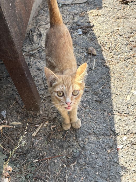 Отдам котят в хорошие руки