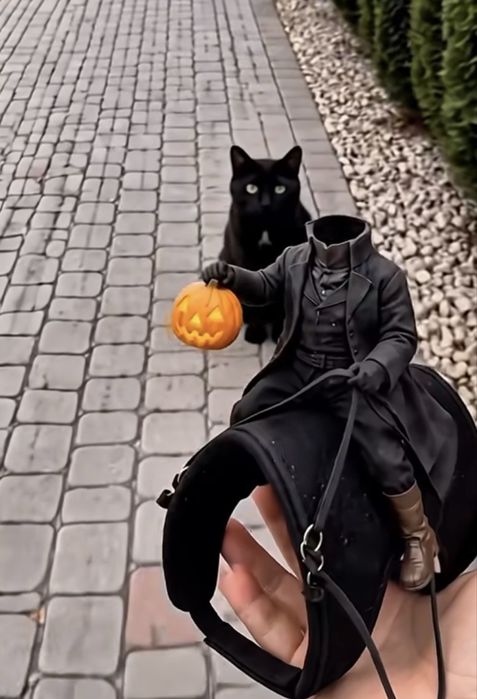 Бесплатно отдам кошку