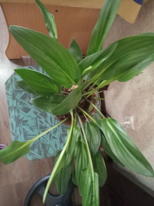 Цветы комнатные,красивые