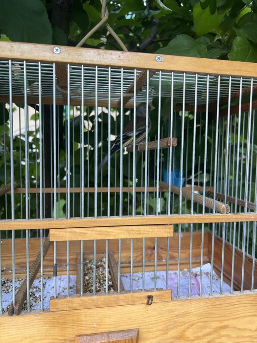 Gibrid qush sotiladi