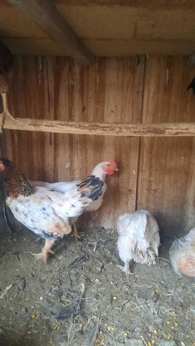 Xo'roz tovuqlar sotiladi xammasi sog'lom