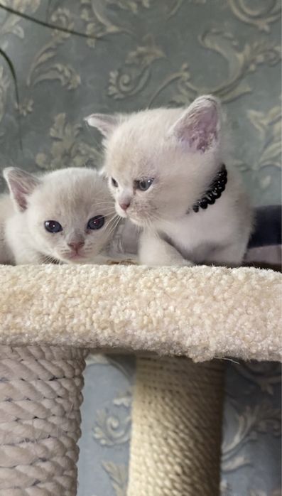 Бурманская кошка