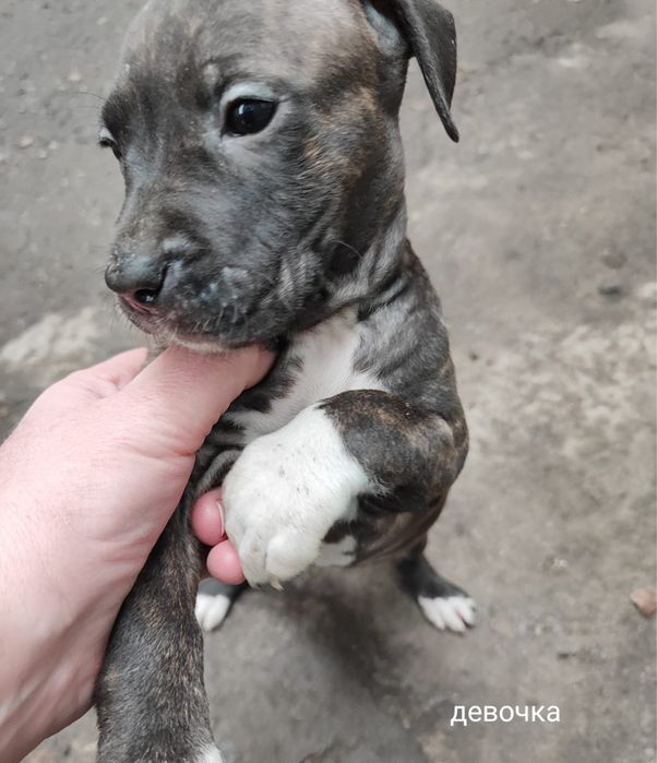 Продам щенков породы Стаффорд