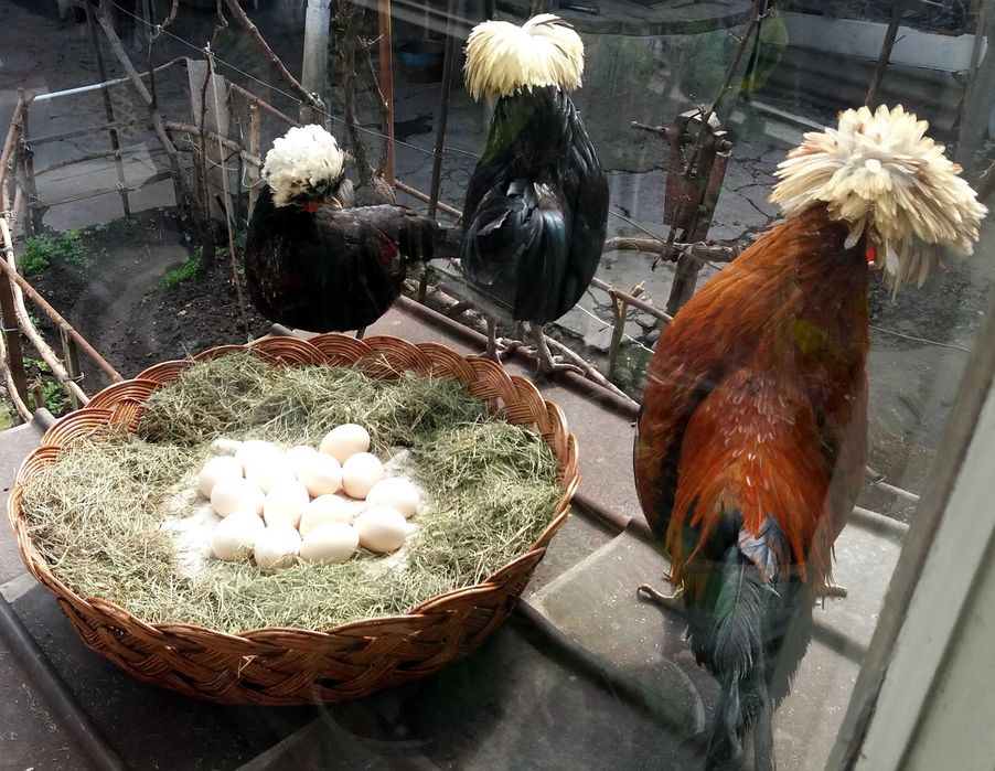 Куры белохохлые голландские, Яйца, Цыплята, Подрощенный молодняк